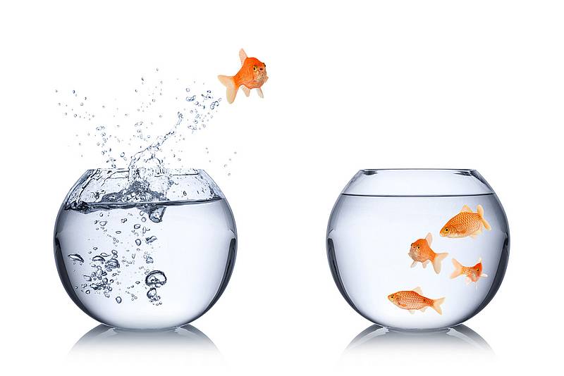 © stockfoto-graf/Fotolia Ein Fisch, der von einem Fischglas in ein anderes Fischglas springt
