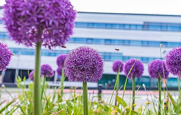 @ FH Campus Wien/Schedl Blumen vor der Hochschule Campus Wien