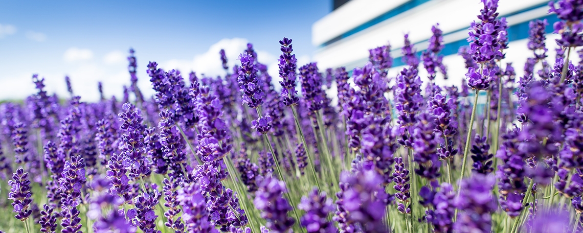 DaF/DaZ-Lehrende*r, 1. Bild