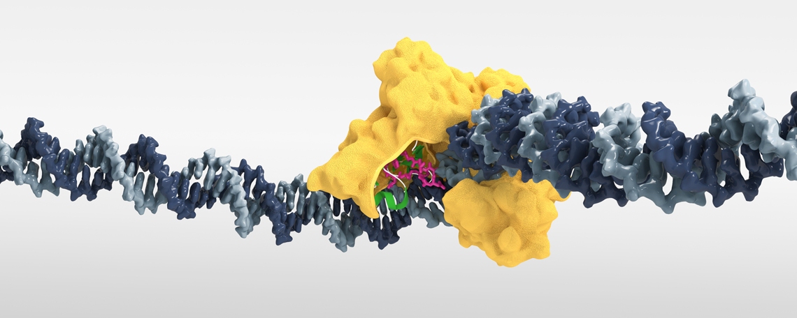 Senior Lecturer - Molekularbiologie & Genetik, 1. Bild